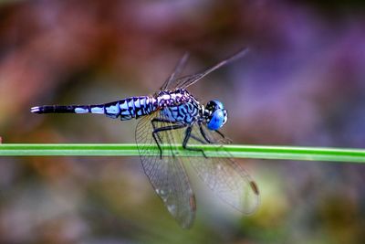 Close-up of dragonfly