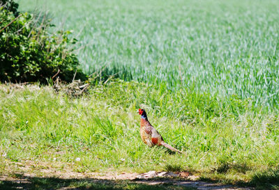 Bird pheasant on a field