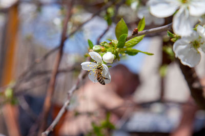 Close-up of white flowering plant