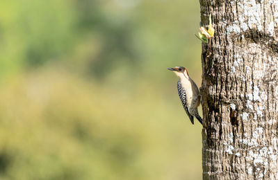 Close-up of bird perching on wooden post