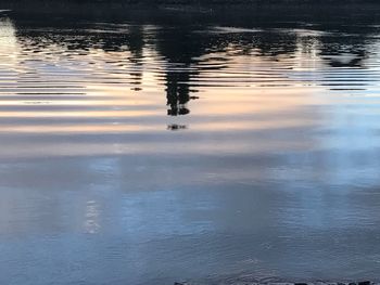 Reflection of duck in lake