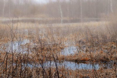 Scenic view of trees