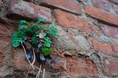 Close-up of plant against brick wall