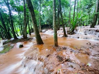 Scenic view of stream flowing in forest