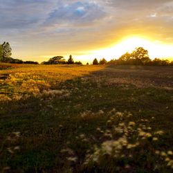 Scenic view of grassy field against sky at sunset