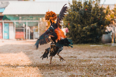 Chicken fighting with chicken.