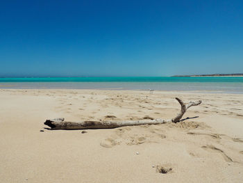 Scenic view of driftwood on beach against clear blue sky