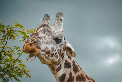 Low angle view of giraffe against sky