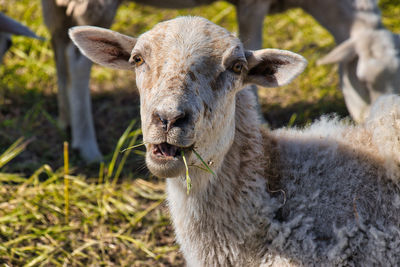 Close-up of an animal on field