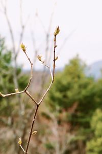 Close-up of flowering plant against sky