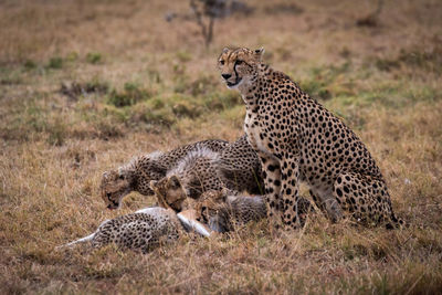 Cheetah sitting on field in zoo