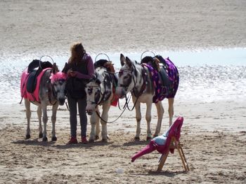 Donkeys on beach
