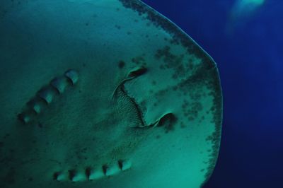 Close-up of underwater