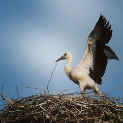 Low angle view of bird flying against sky