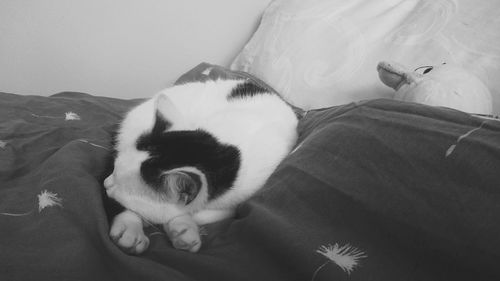 Close-up of cat lying down on tiled floor