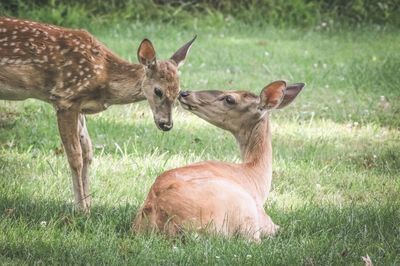 Deer in a field