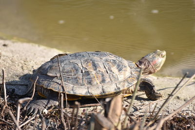 Close-up of a turtle in the water