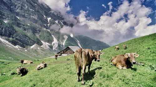 Cow grazing on grassy field