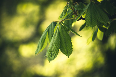 Close-up of fresh green leaves on plant