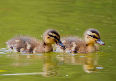 Ducks in lake