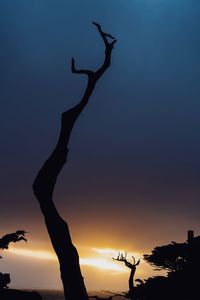 Low angle view of silhouette bare tree against cloudy sky during sunset