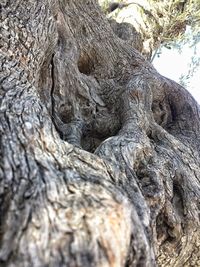 Close-up of tree trunk