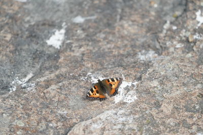 High angle view of butterfly on rock