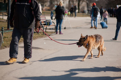 Low section of dog walking on street in city