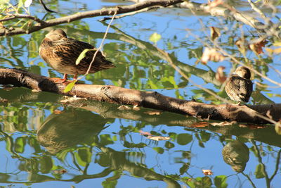 Low angle view of birds perching on branch