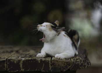 Close-up of a cat looking away