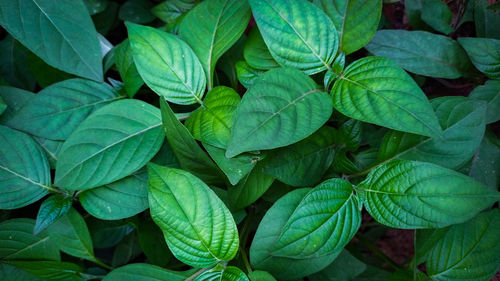 Full frame shot of green leaves