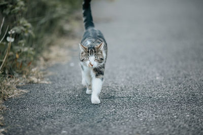 Portrait of cat on road in city