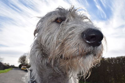 Close-up portrait of horse against sky