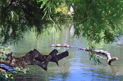 Ducks in a lake