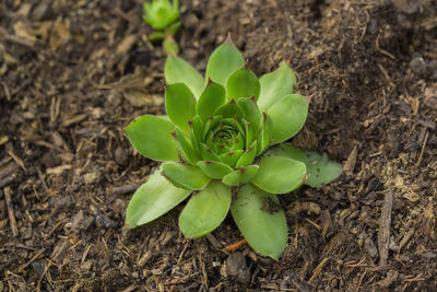 High angle view of plant growing on field