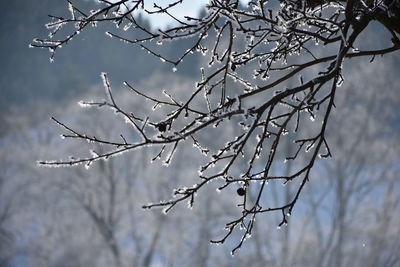 Close-up of snow on branch against sky