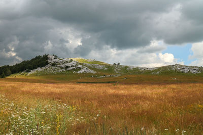 Scenic view of field against sky