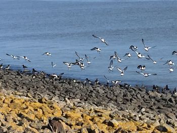 Flock of seagulls on beach