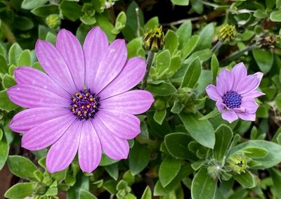 Close-up of purple flower