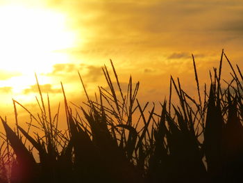 Close-up of silhouette plants on field against sky during sunset