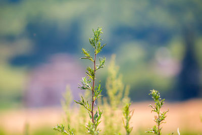 Close-up of plant