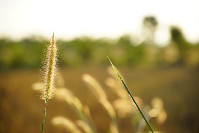 Close-up of stalks in field against sky