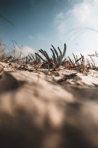 Surface level of land on beach against sky