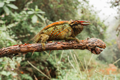 Wemer's three horned chameleon - trioceros werneri endemic to tanzania at uluguru mountains