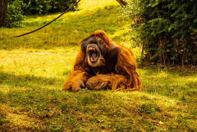 Monkey sitting on field