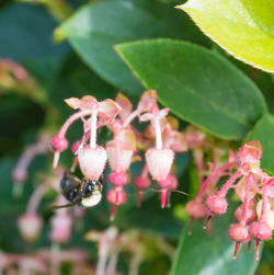 Close-up of pink flower