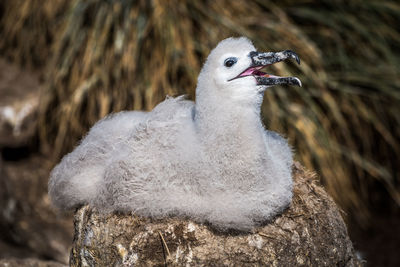 Black-browed albatross chick calling mother from nest