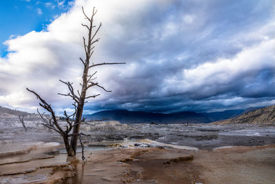 Bare tree on landscape against cloudy sky