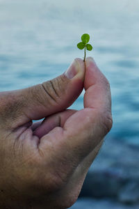 Close-up of hand holding plant