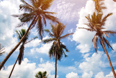 Low angle view of palm trees against sky